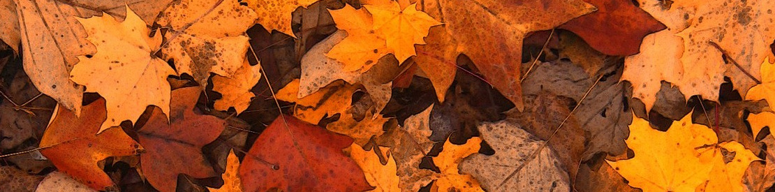 autumn.jpg